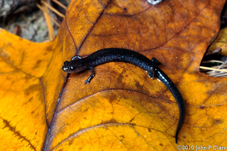 Image of Northern Ravine Salamander