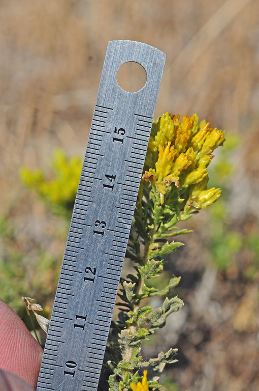 Image of Contra Costa Jimmyweed