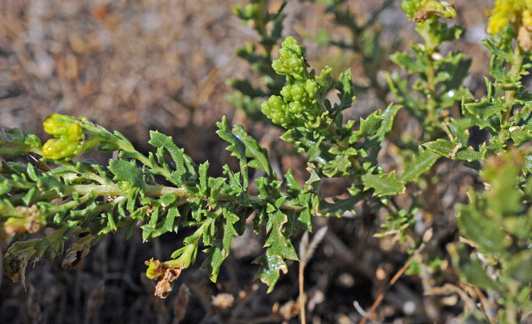 Image of Contra Costa Jimmyweed