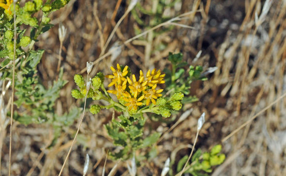 Image of Contra Costa Jimmyweed