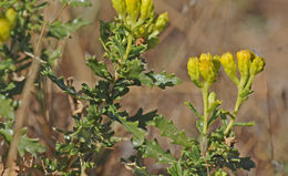 Image of Contra Costa Jimmyweed