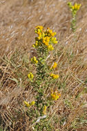 Image of Contra Costa Jimmyweed