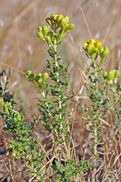 Image of Contra Costa Jimmyweed