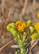 Image of Contra Costa Jimmyweed