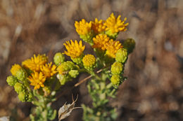 Image of Contra Costa Jimmyweed