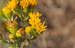 Image of Contra Costa Jimmyweed