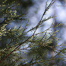 Plancia ëd Cupressus guadalupensis S. Watson