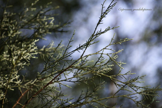 Plancia ëd Cupressus guadalupensis S. Watson