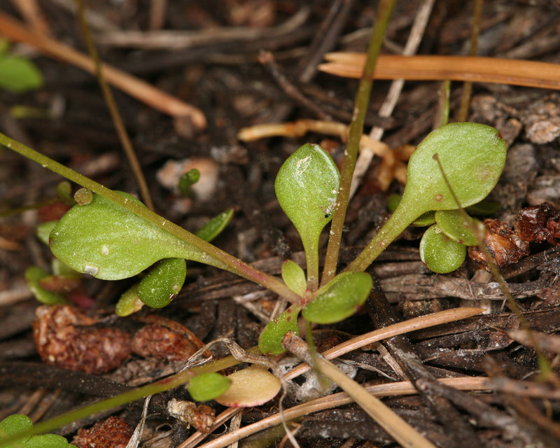 Montia parvifolia (Moc. ex DC.) Greene resmi