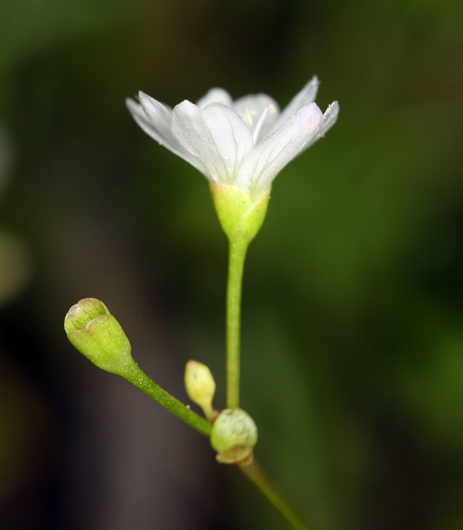 Image de Montia parvifolia (Moc. ex DC.) Greene