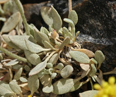 Image of frosted buckwheat