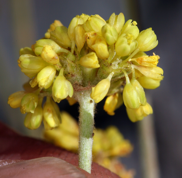 Image of frosted buckwheat