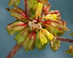 Image of frosted buckwheat