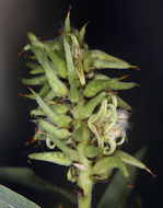 Image of Gray-Leaf Sierran Willow