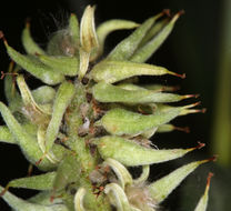 Image of Gray-Leaf Sierran Willow