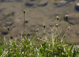 Image of black alpine sedge