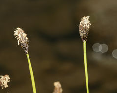 Image of black alpine sedge