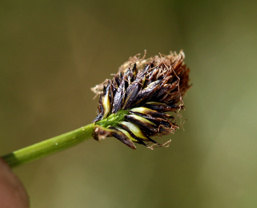 Image of black alpine sedge