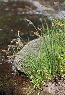 Image of Northwestern Showy Sedge