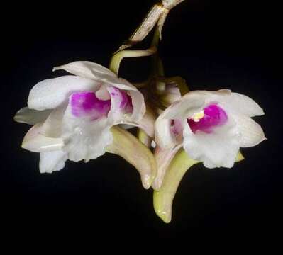 Image of dendrobium