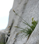 Image of Northwestern Showy Sedge