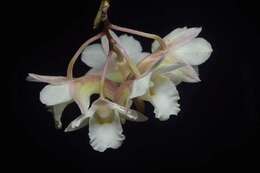 Image of dendrobium