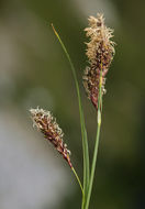 Image of Northwestern Showy Sedge