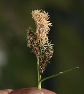 Imagem de Carex spectabilis Dewey