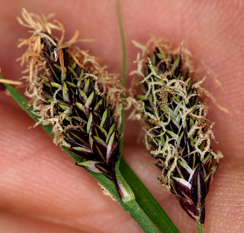 Image of Northwestern Showy Sedge