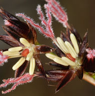 Image of Sierra rush