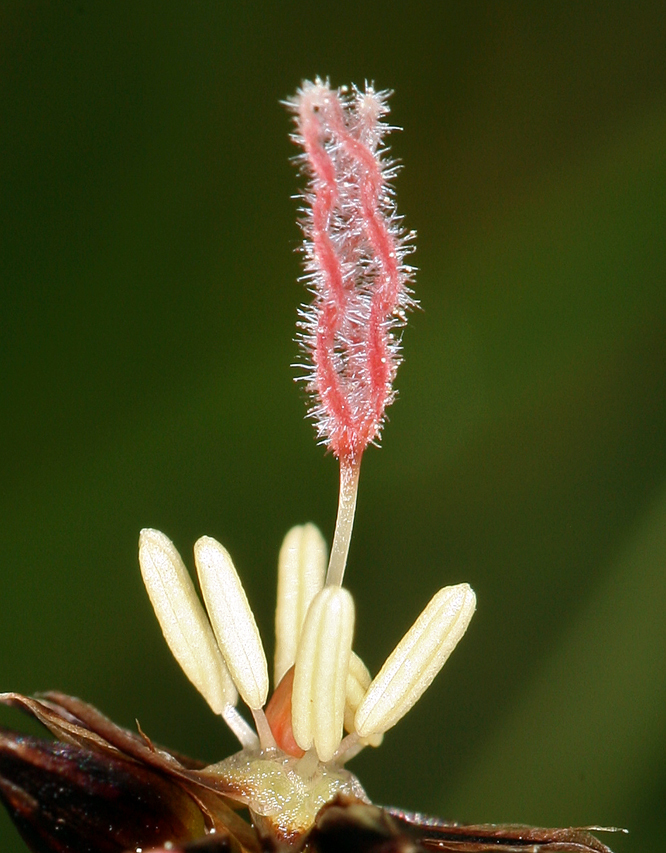 Image of Sierra rush