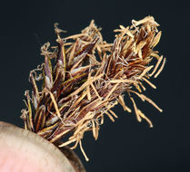 Image of Cleft Sedge