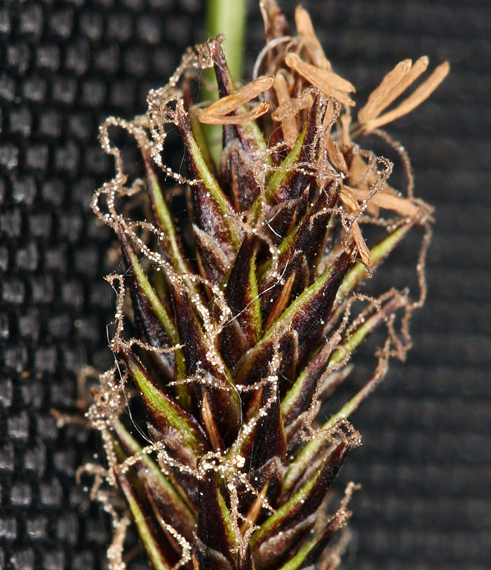 Image of Cleft Sedge