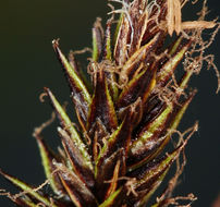 Image of Cleft Sedge