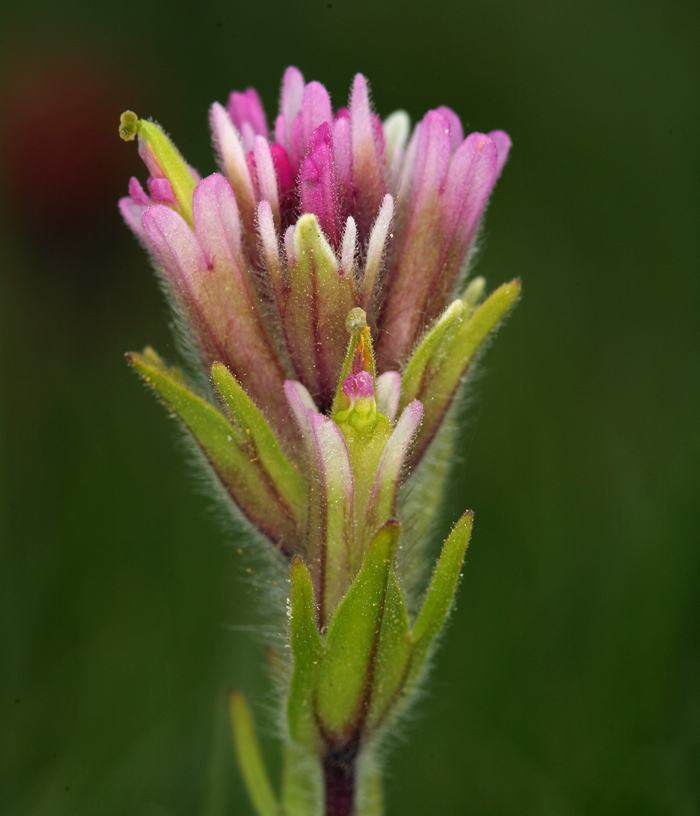 Image of Lemmon's Indian paintbrush