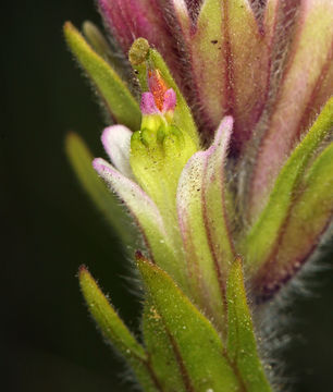 Image of Lemmon's Indian paintbrush