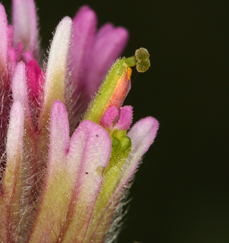 Image of Lemmon's Indian paintbrush