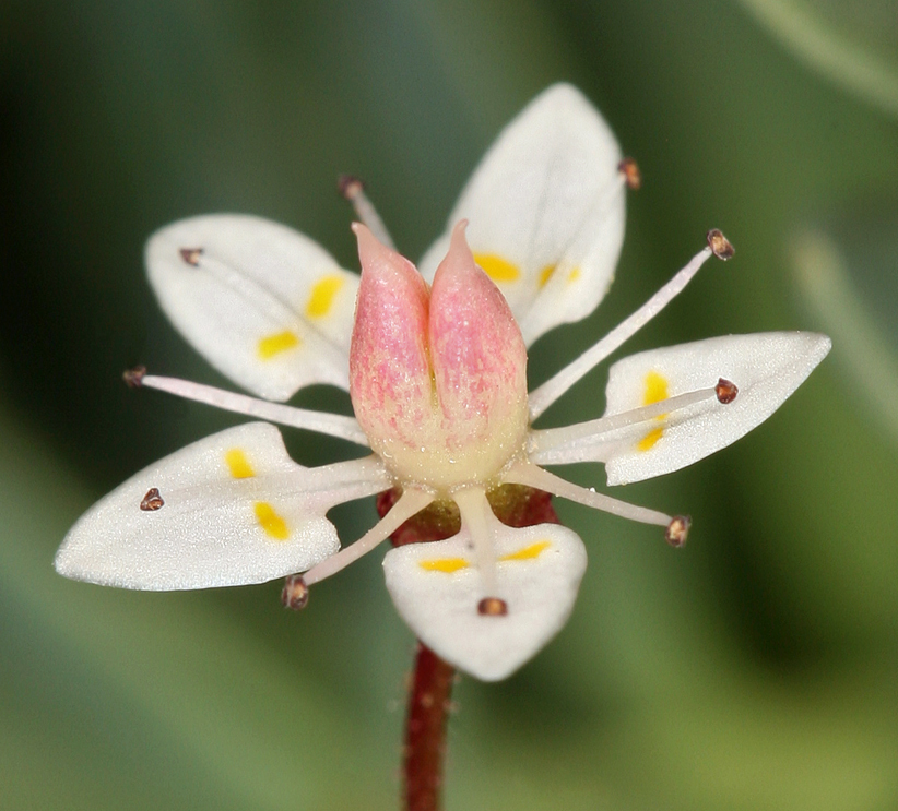 Imagem de Micranthes bryophora (A. Gray) Brouillet & Gornall