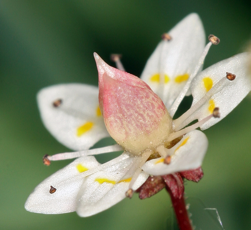 Imagem de Micranthes bryophora (A. Gray) Brouillet & Gornall