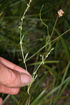 Image de Polygonum douglasii Greene