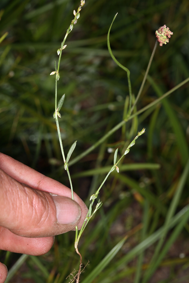 Image of Douglas' knotweed