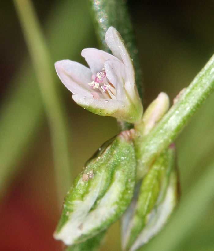 Image de Polygonum douglasii Greene