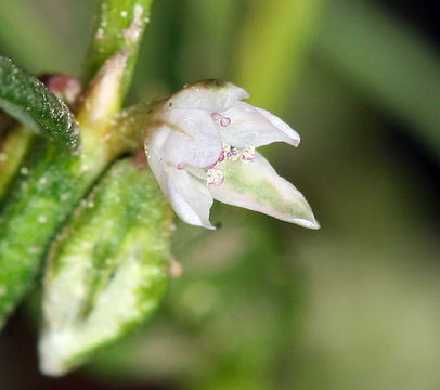 Image of Douglas' knotweed