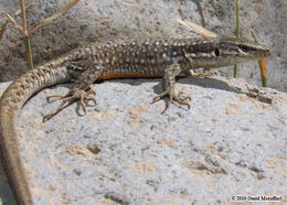 Image of Elburs Lizard
