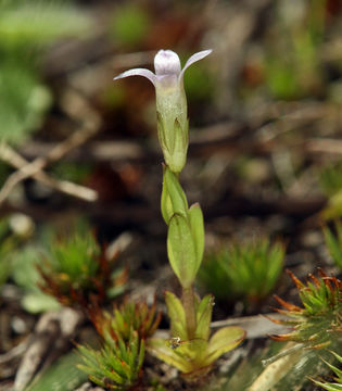 Image of autumn dwarf gentian