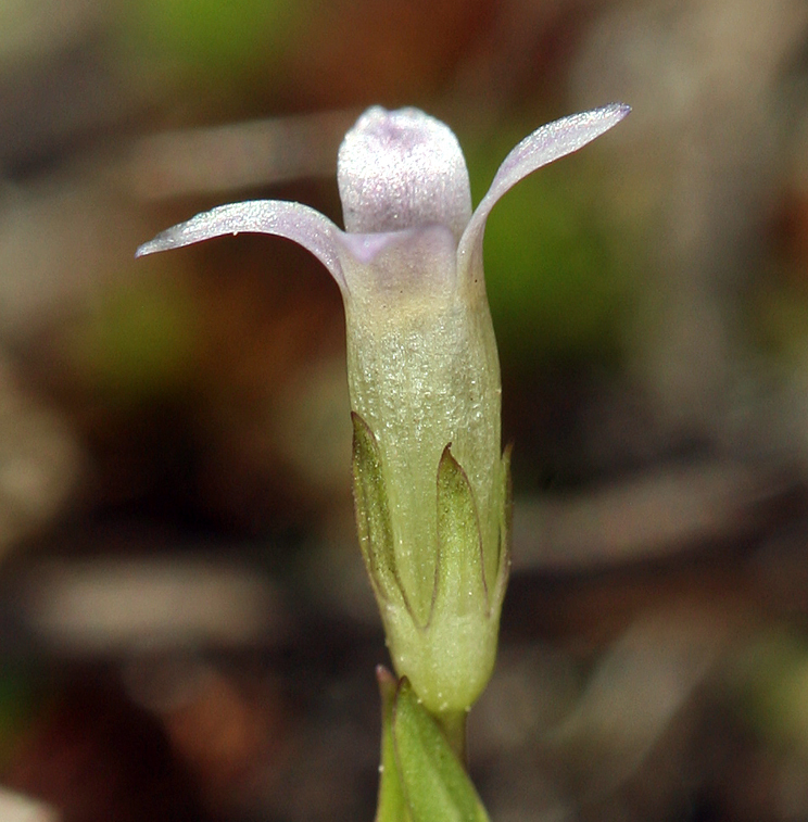 Image of autumn dwarf gentian