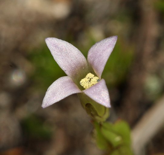 Image of autumn dwarf gentian