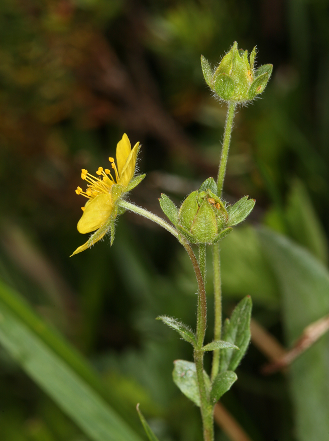 Image of high mountain cinquefoil