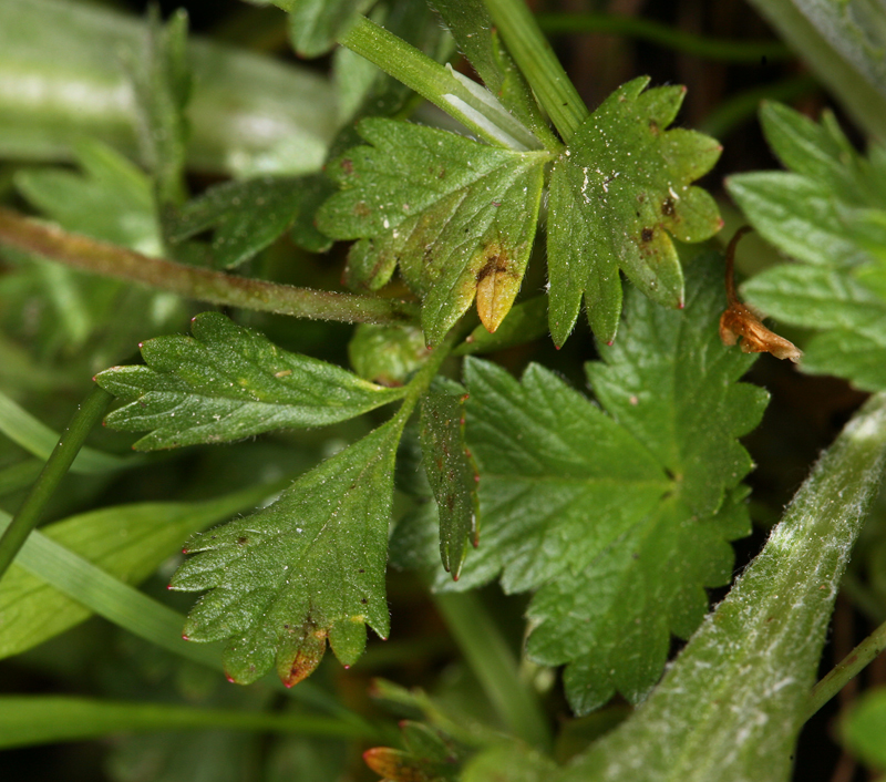 Image of high mountain cinquefoil