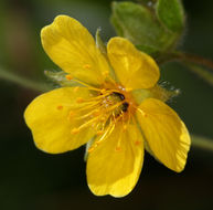 Image of high mountain cinquefoil